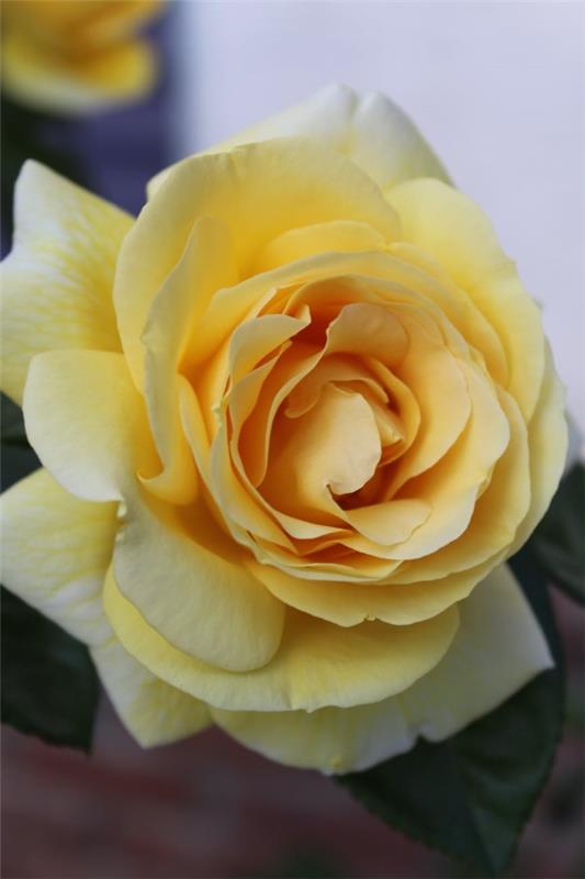 Χρώματα τριαντάφυλλου και το νόημά τους - πώς να κάνετε τη σωστή επιλογή για κάθε περίσταση όμορφο κίτρινο τριαντάφυλλο