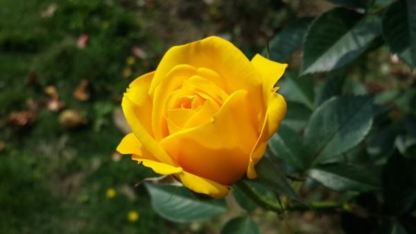 Χρώματα τριαντάφυλλου και το νόημά τους - πώς να κάνετε τη σωστή επιλογή για κάθε περίσταση κίτρινο τριαντάφυλλο