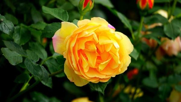 Τριαντάφυλλα και το νόημά τους - πώς να κάνετε τη σωστή επιλογή για κάθε περίσταση κίτρινο τριαντάφυλλο ηλιόλουστα χρώματα