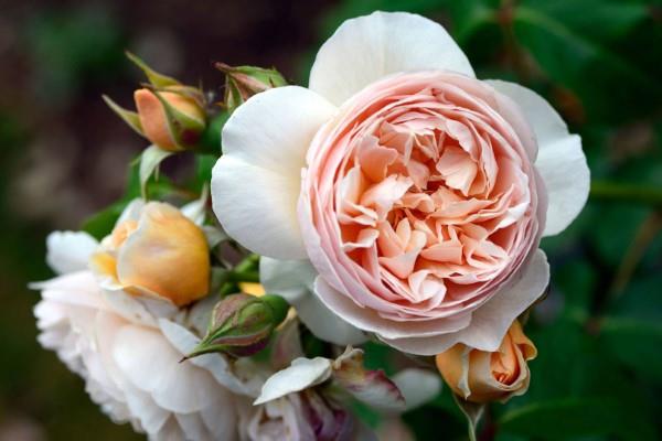 Τα χρώματα του τριαντάφυλλου και το νόημά τους - πώς να κάνετε τη σωστή επιλογή για κάθε περίσταση Η Ιουλιέτα αυξήθηκε το πιο ακριβό τριαντάφυλλο στον κόσμο