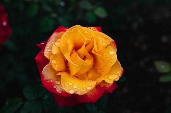 Χρώματα τριαντάφυλλου και το νόημά τους - πώς να κάνετε τη σωστή επιλογή για κάθε περίσταση πορτοκαλί τριαντάφυλλο φλογερό