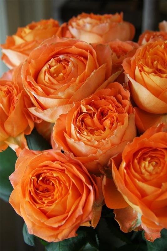 Χρώματα τριαντάφυλλου και το νόημά τους - πώς να κάνετε τη σωστή επιλογή για κάθε περίσταση πορτοκαλί τριαντάφυλλο όμορφο κίτρινο