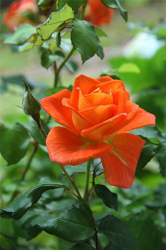 Τα χρώματα των τριαντάφυλλων και το νόημά τους - πώς να κάνετε τη σωστή επιλογή για κάθε περίσταση το πορτοκαλί τριαντάφυλλο όμορφα έντονο