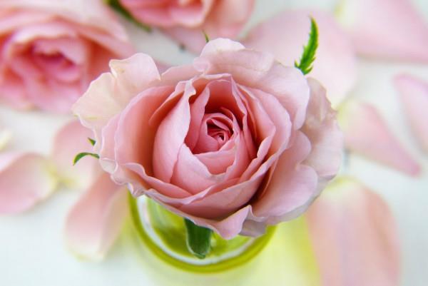 Ροζ χρώματα και το νόημά τους - πώς να κάνετε τη σωστή επιλογή για κάθε περίσταση ροζ τριαντάφυλλα θηλυκά