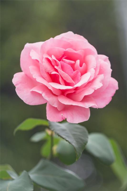 Ροζ χρώματα και το νόημά τους - πώς να κάνετε τη σωστή επιλογή για κάθε περίσταση ροζ τριαντάφυλλα όμορφα ρομαντικά