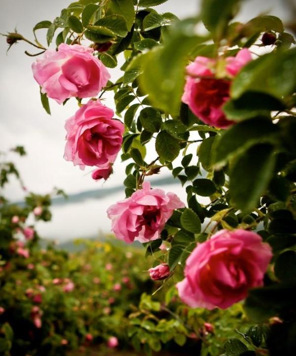 Τα χρώματα των τριαντάφυλλων και το νόημά τους - πώς να κάνετε τη σωστή επιλογή για κάθε περίσταση υπέροχο