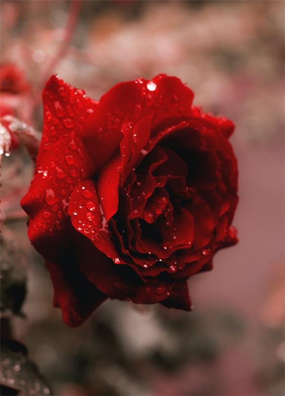 Τα χρώματα των τριαντάφυλλων και το νόημά τους - πώς να κάνετε τη σωστή επιλογή για κάθε περίσταση όμορφα κλασικά κόκκινα τριαντάφυλλα
