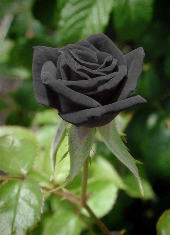 Τα χρώματα των τριαντάφυλλων και το νόημά τους - πώς να κάνετε τη σωστή επιλογή για κάθε περίσταση Το μαύρο τριαντάφυλλο είναι υπέροχα μυστηριώδες