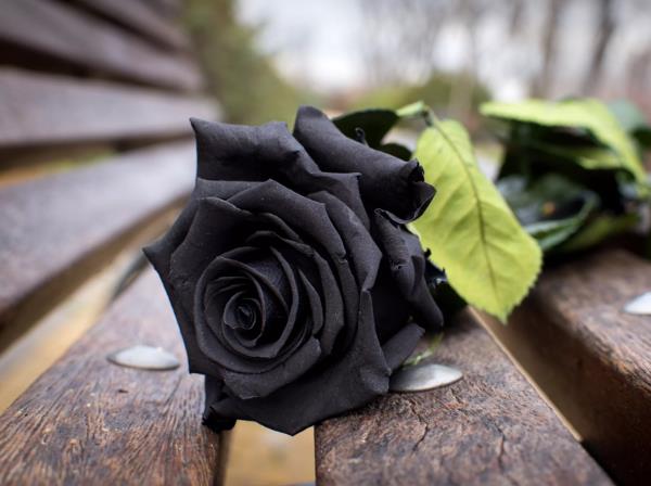 Χρώματα τριαντάφυλλου και το νόημά τους - πώς να κάνετε τη σωστή επιλογή για κάθε περίσταση το μαύρο τριαντάφυλλο αφύσικο αλλά όμορφο