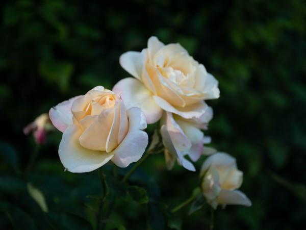Τα χρώματα των τριαντάφυλλων και η σημασία τους - έτσι κάνετε τη σωστή επιλογή για κάθε περίσταση τα λευκά τριαντάφυλλα λαμπρά