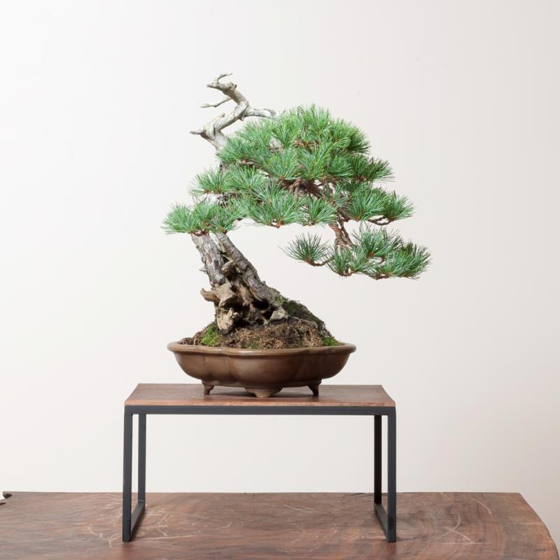 Το Sakura Bonsai φροντίζει υπέροχους τύπους μπονσάι διακοσμητικών φυτών σπιτιού