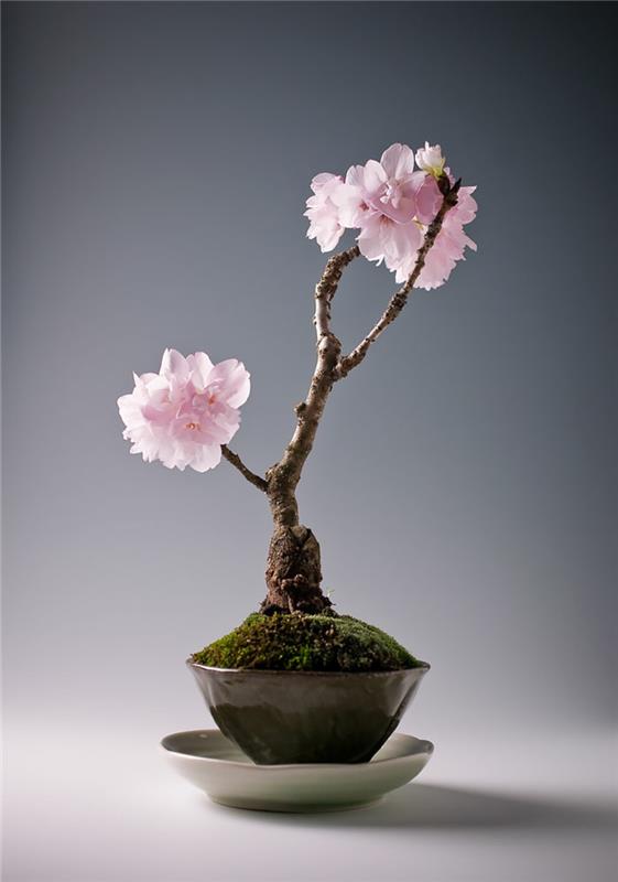 Τα Sakura Bonsai αγοράζουν όμορφους τύπους μπονσάι