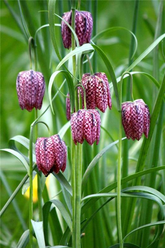 Checkerboard Fritillaria meleagris Spring Flowers Pictures