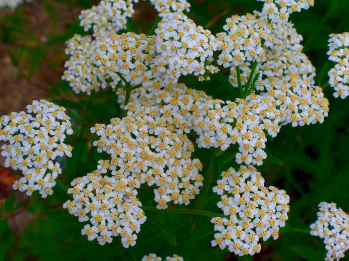 Λουλούδια Yarrow