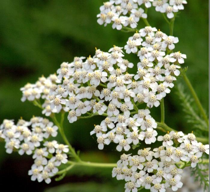 Φρέσκα λουλούδια yarrow