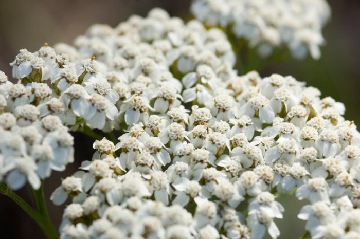 Επιφάνεια Yarrow