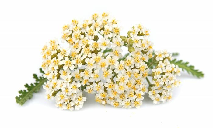 Άσπρα λουλούδια Yarrow