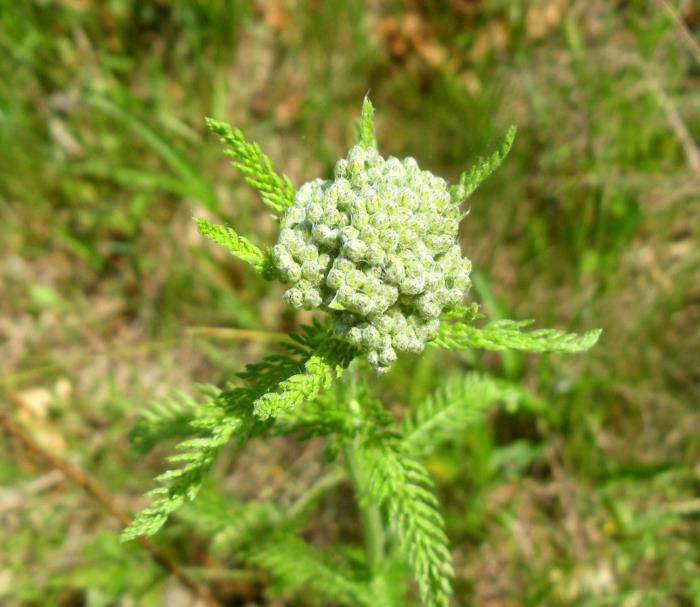 Άσπρο ιατρικό φυτό φαρμακευτικό φυτό