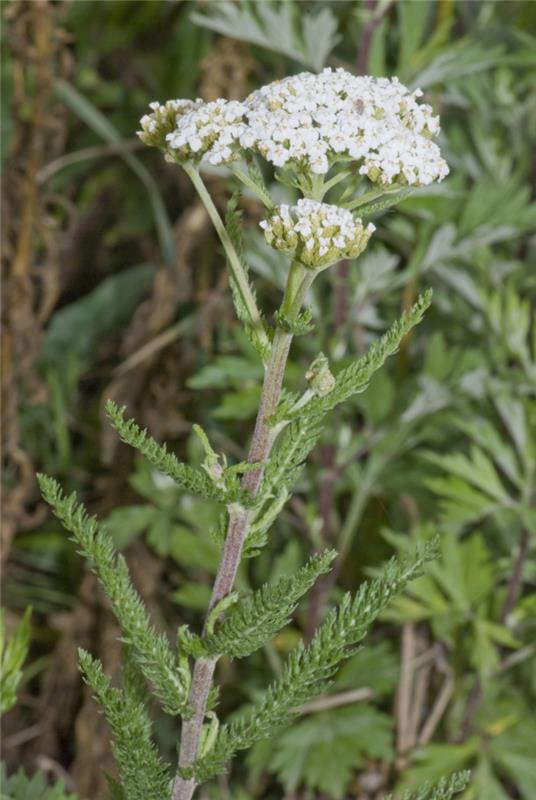 Λευκό φυτό προβάτου