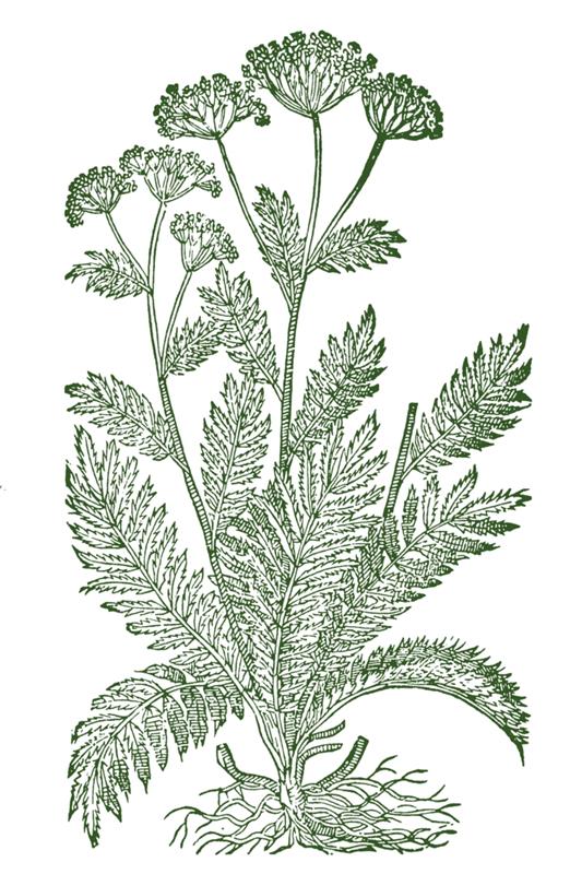 Λευκό σκίτσο Yarrow