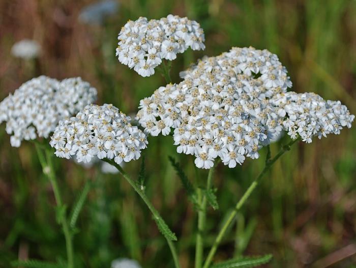 Επιστημονική εικόνα Yarrow