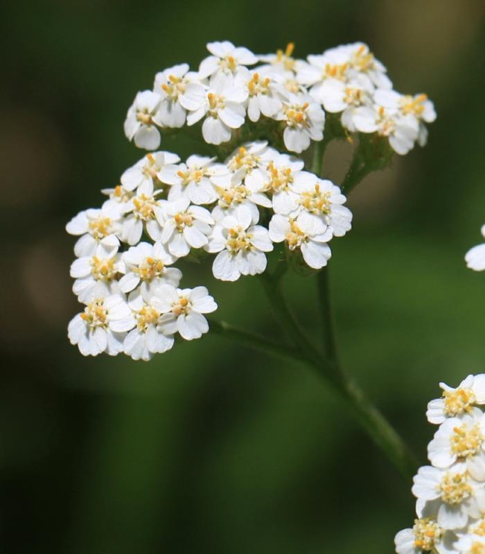 Yarrow επιστημονική αιχμηρή εικόνα