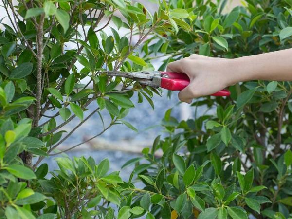 Έντομα κλίμακας ελέγχου Κλαδέψτε τα προσβεβλημένα δέντρα κήπου
