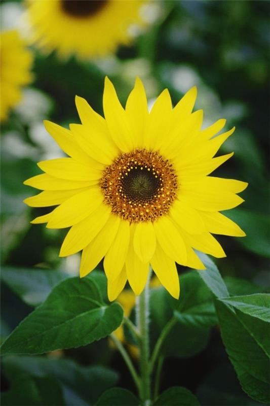 Όμορφα φθινοπωρινά λουλούδια ηλιακό μάτι φωτεινό κίτρινο