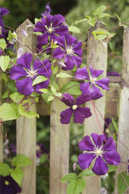 Όμορφα φυτά αναρρίχησης Ιταλικά clematis