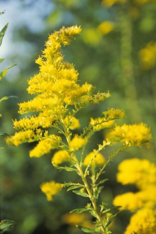 Όμορφα διακοσμητικά κίτρινα λουλούδια Goldenrod