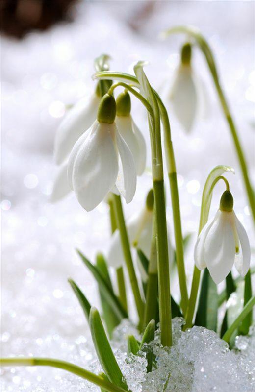 Snowdrops Galanthus nivalis Μάρτιο άνοιξη χιόνι λουλούδια