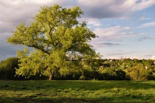 Τα πιο όμορφα μέρη για πικ -νικ παγκοσμίως Hampstead Heath London