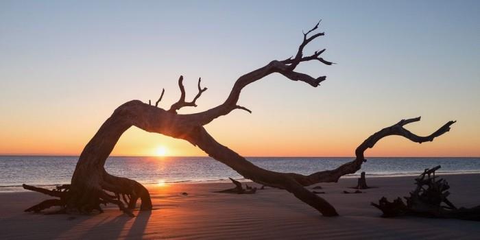 Οι πιο όμορφες παραλίες στον κόσμο Driftwood Beach Georgia ΗΠΑ