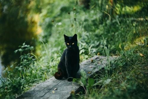 Μαύρη γάτα στη λίμνη