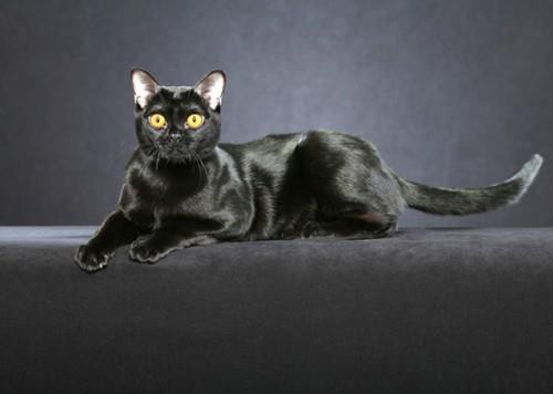 Πρότυπο μαύρης γάτας bombay