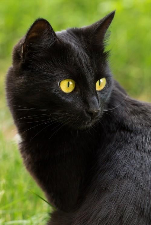 Μπόμπεϊ μαύρης γάτας