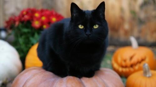 Απόκριες μαύρης γάτας