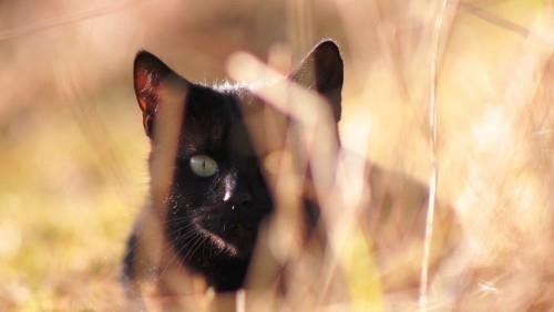 Κυνηγός μαύρης γάτας