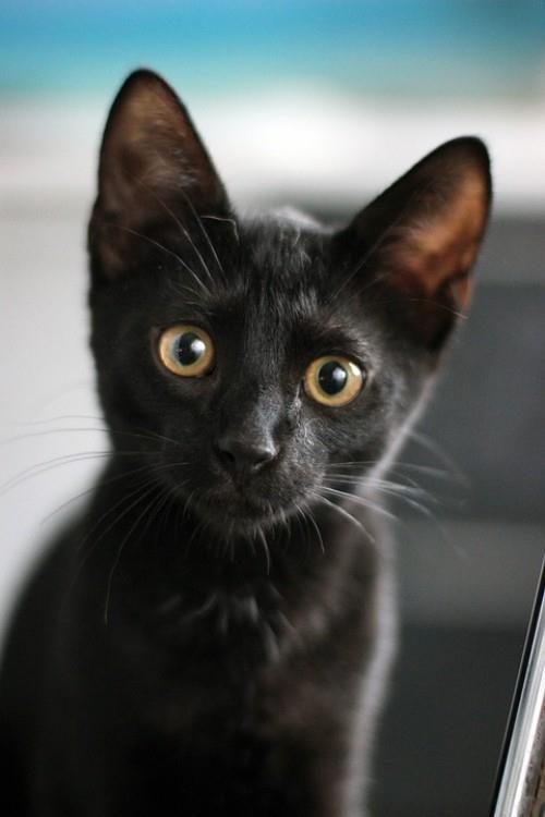 Μαύρη γάτα νεαρή