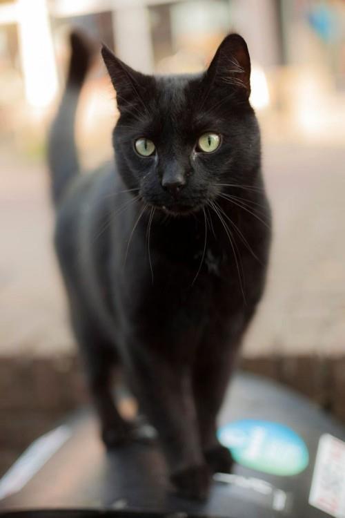 Μαύρο γάτο hangover