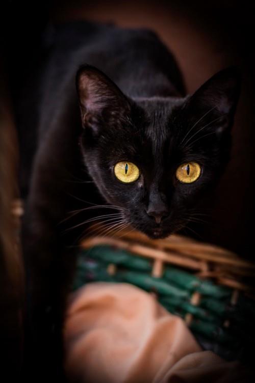 Μαύρο καλάθι γάτας