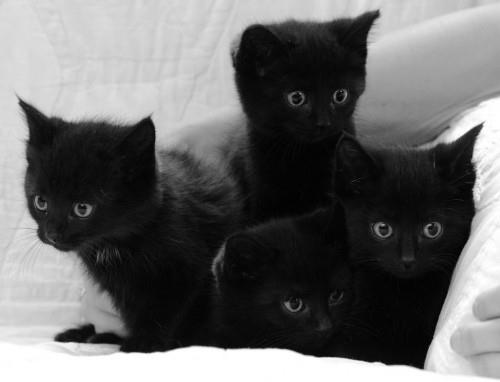 Μαύρη γάτα γατάκι