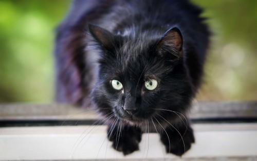 Μαύρη γάτα μακριά γούνα