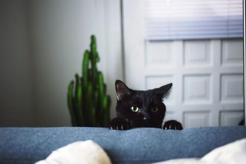 Μαύρη γάτα αστεία