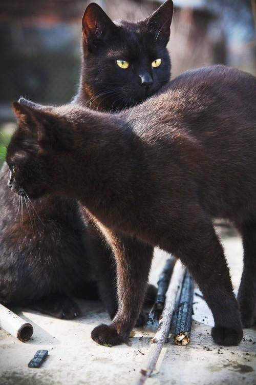 Μαύρο ζευγάρι γάτας
