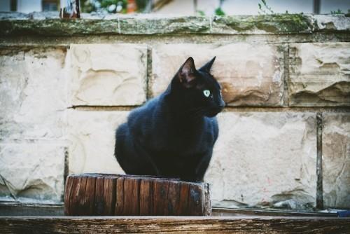 Μαύρη γάτα όμορφη