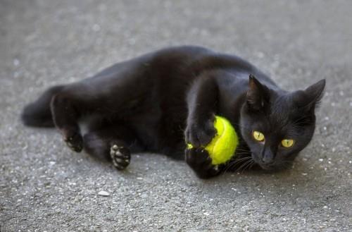 Παιχνίδι μαύρης γάτας