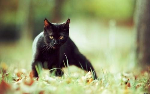 Λιβάδι μαύρης γάτας
