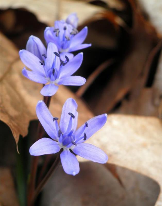 Scilla bifolia squill όμορφα ανοιξιάτικα λουλούδια εικόνες