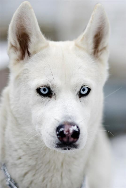 Σιβηριανό σκυλί Husky λευκή όμορφη ράτσα σκύλου